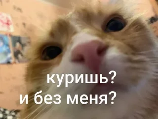 💔 emoji кица епт Telegram sticker 6 of 17