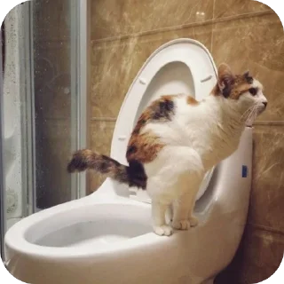 💩 emoji котёнки <3 Telegram sticker 19 of 39