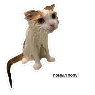 🍑 emoji котёнки <3 Telegram sticker 20 of 39