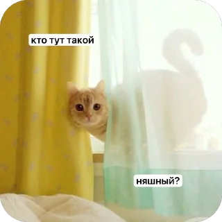 ❓ emoji котёнки <3 Telegram sticker 13 of 39