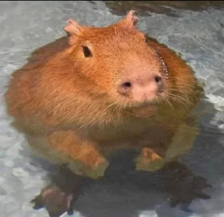 🦖 emoji Capybaras Telegram sticker 17 of 39