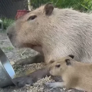 😋 emoji Capybaras 🤎 @xkysluv Telegram sticker 15 of 17
