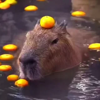 🍊 emoji Capybaras 🤎 @xkysluv Telegram sticker 6 of 17