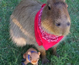 🤠 emoji Capybaras Telegram sticker 24 of 39
