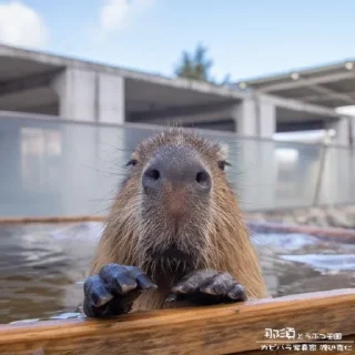 Sticker from Capybaras