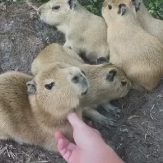 🥰 emoji Capybaras 🤎 @xkysluv Telegram sticker 5 of 17