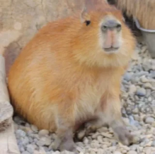 Sticker from Capybaras