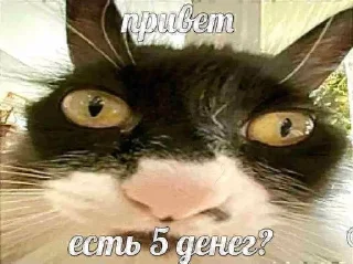 Sticker from дурачки