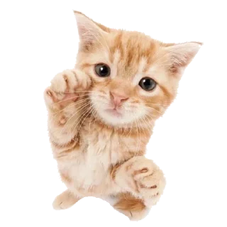 💗 emoji ✩᳣     uin1s݂ 🥒 ࣪   !! Telegram sticker 22 of 48