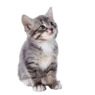 💗 emoji ✩᳣     uin1s݂ 🥒 ࣪   !! Telegram sticker 21 of 48