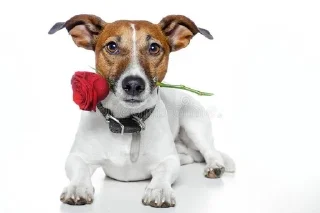 🌟 emoji Для важных переговоров Telegram sticker 12 of 27