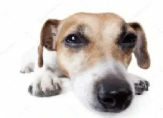 🌟 emoji Для важных переговоров Telegram sticker 11 of 27