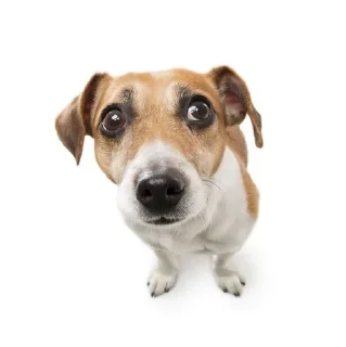 🌟 emoji Для важных переговоров Telegram sticker 13 of 27
