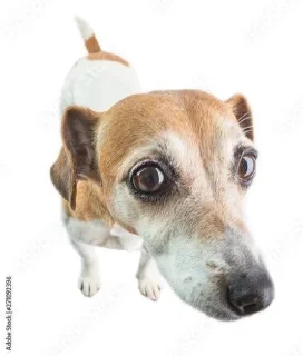 🌟 emoji Для важных переговоров Telegram sticker 14 of 27