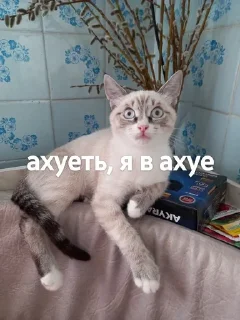 Sticker from Яша и его фразы