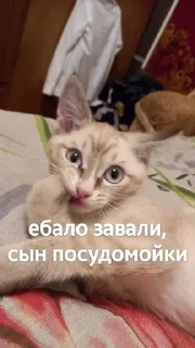 😘 emoji Яша и его фразы Telegram sticker 8 of 15