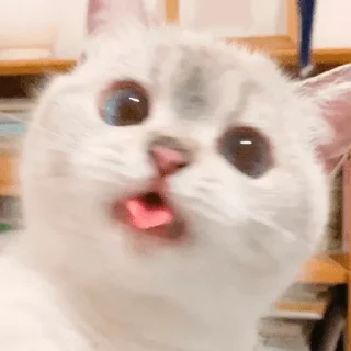 👅 emoji Nana the charming cat Telegram sticker 5 of 26