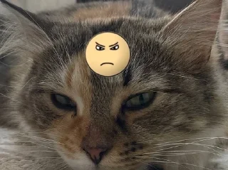 🌟 emoji marmylka Telegram sticker 13 of 71