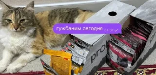 🌟 emoji marmylka Telegram sticker 23 of 71