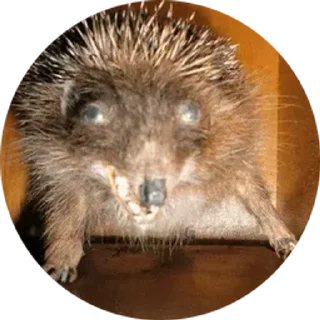 🦔 emoji Что то Telegram sticker 8 of 46