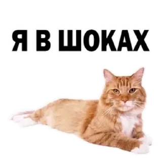 😺 emoji Что то Telegram sticker 14 of 46