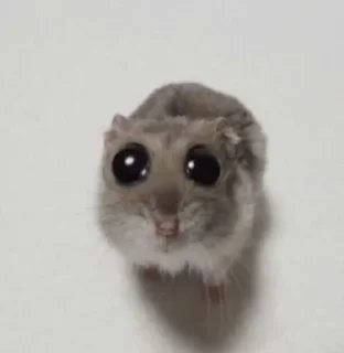 🌟 emoji жопа Telegram sticker 17 of 73