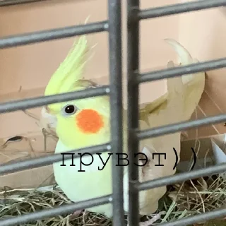 😉 emoji Яша💛 Telegram sticker 19 of 20