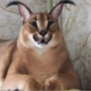 😧 emoji леон бравл старс пол это лава кобяков Telegram sticker 19 of 94