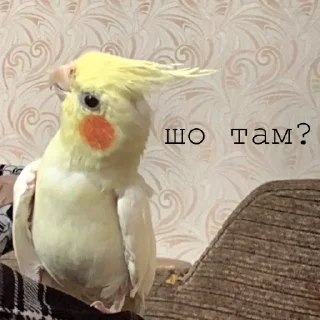 😮 emoji Яша💛 Telegram sticker 7 of 20