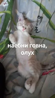 😊 emoji Яша и его фразы Telegram sticker 7 of 15