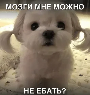 🌟 emoji бигль Telegram sticker 17 of 23