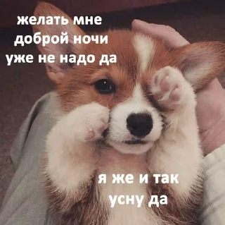 🌟 emoji бигль Telegram sticker 21 of 23