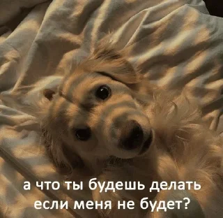 🌟 emoji бигль Telegram sticker 5 of 23