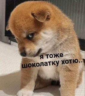 Sticker from бигль