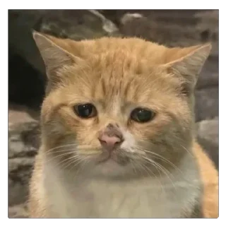 🥺 emoji пуки каки Telegram sticker 14 of 113