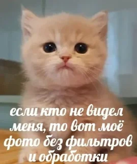 🌟 emoji котытытытыт Telegram sticker 10 of 80