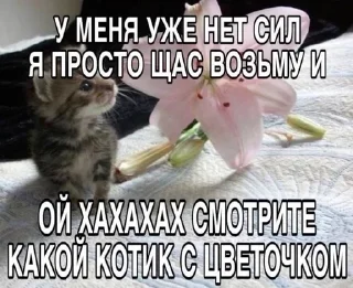 🌟 emoji котытытытыт Telegram sticker 17 of 80