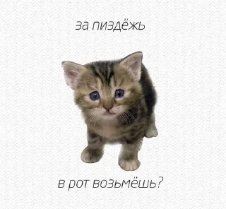 😇 emoji мяувки для жизни Telegram sticker 5 of 46
