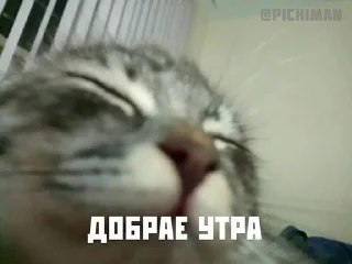 🌟 emoji мяувки для жизни Telegram sticker 22 of 46
