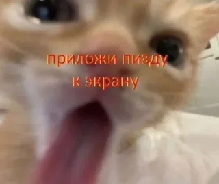 🌟 emoji мяувки для жизни Telegram sticker 7 of 46