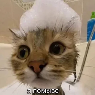 🌟 emoji мяувки для жизни Telegram sticker 18 of 46