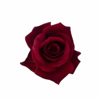 🌟 emoji 𝑱𝑼𝑵𝑮 𝑯𝑬𝑬𝑾𝑶𝑵 @SKYFALLEX @YOU_FFCKER Telegram sticker 5 of 35