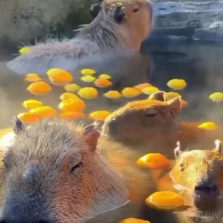 🛁 emoji Capybaras 🤎 @xkysluv Telegram sticker 2 of 17