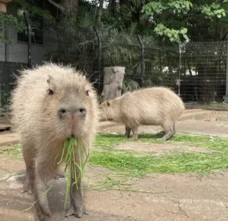 🥬 emoji Capybaras Telegram sticker 13 of 39