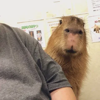😳 emoji Capybaras Telegram sticker 19 of 39