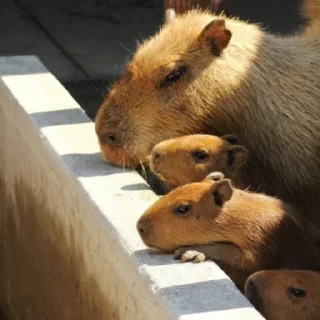 👨‍👦‍👦 emoji Capybaras Telegram sticker 7 of 39