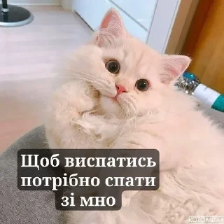 Sticker from Cats..💗