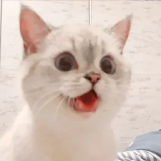 😝 emoji Nana the charming cat Telegram sticker 13 of 26