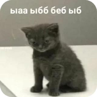 Sticker from мемсы элизабет