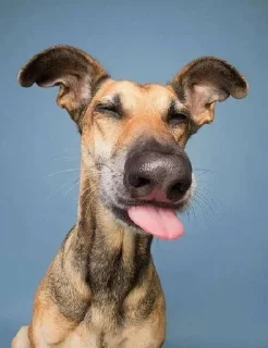 😝 emoji Dogs  • @Mgb_Channel Telegram sticker 12 of 56